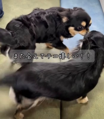 並んで写る2匹の犬