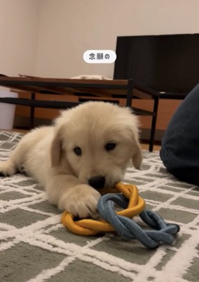 おもちゃを噛む犬