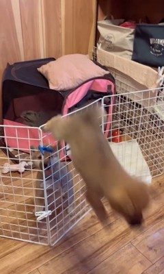 3匹の赤ちゃん犬の脱走7