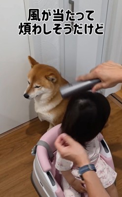 鬱陶しそうな表情の柴犬