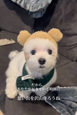 洋服を着るポッポくん