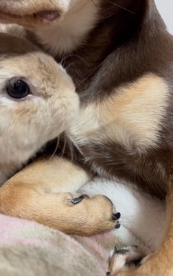 首元に顔を近づけるウサギ