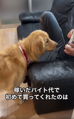 おやつを見つめるマリンちゃん2