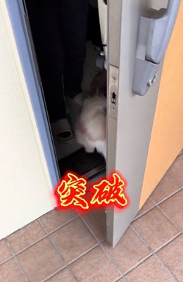 家に入っていくちょっちゃん