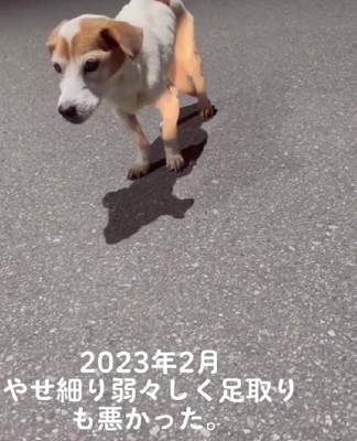 迷子犬を保護