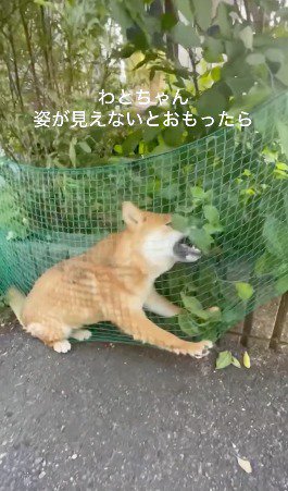 ネットのたるみに入って遊ぶ犬