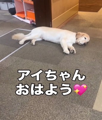 寝ている犬1