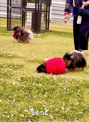 他の犬が近寄ってくる