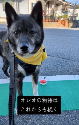 正面を向くオレオくん