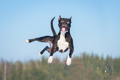 高くジャンプする犬