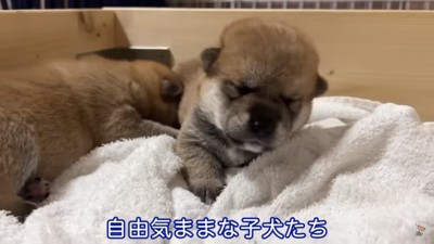 柴犬の子犬たち