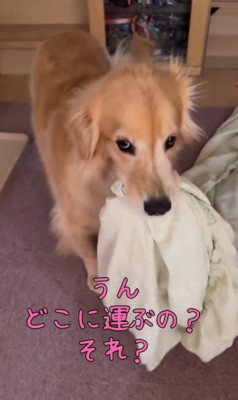 ご立腹のきなこちゃん6