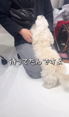 喜んで飛びつく小型犬