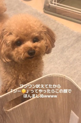 見つめる犬