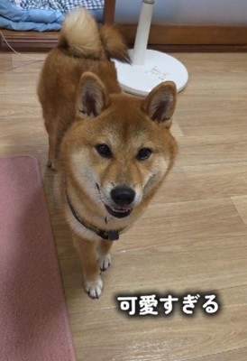 「今日の警備は終わりました！」