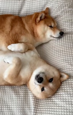 お昼寝する柴犬