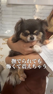 抱っこをされて、こわばった表情をする犬