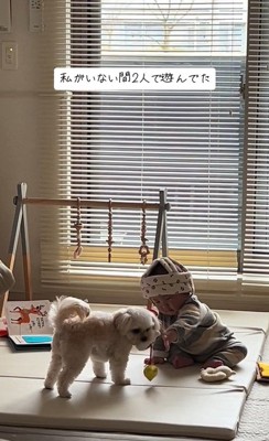 おもちゃで遊ぶワンコと赤ちゃん7