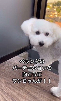 ネオくんとお隣のワンちゃん2