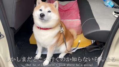 らんまるくん、旅館へ行く