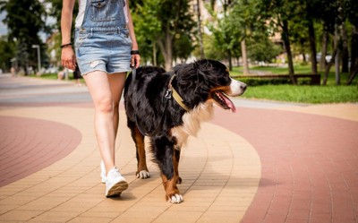 女性の隣を歩く犬