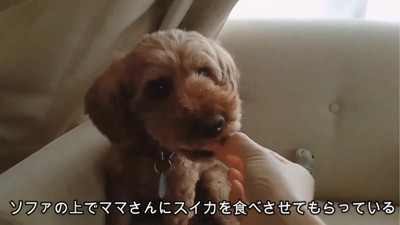 スイカを食べようとする犬