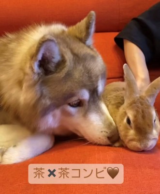 ソファの上の犬とうさぎ