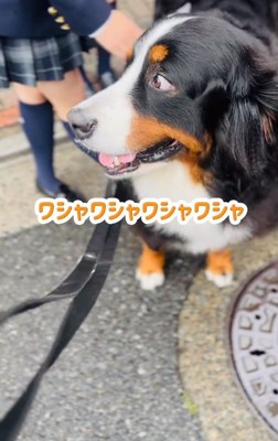 撫でられるあざちゃん