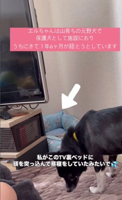 エルちゃんのための隠れ家