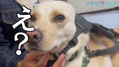 竜之助くんが代わりに!