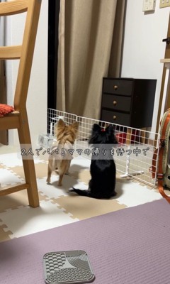 チコちゃんとナッツちゃんの6ヶ月間の軌跡6