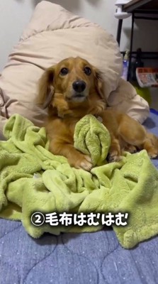 毛布を前足で掴む犬