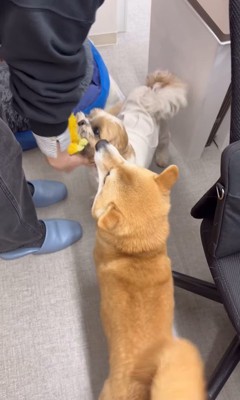 社員さんを歓迎するフクちゃん＆マロちゃん9