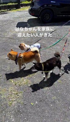 2頭の犬の隣に並ぶ黒い犬