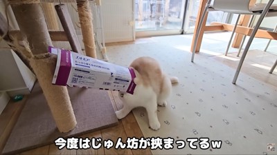 じゅんちゃんまで…!