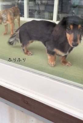 ママがお迎えに来た時のコロンちゃん8