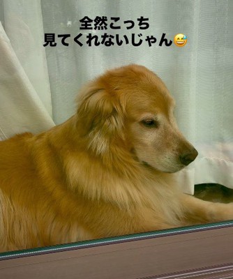 「休日に留守番させるなんて…」