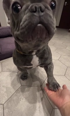 ママさんの手に前足をのせる犬