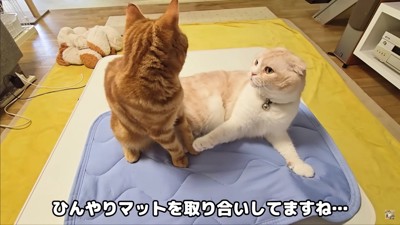 茶太郎ちゃんが登場