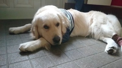 ギンちゃんの表情の変化3