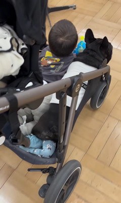 ベビーカーに乗るマウイくんと子どもたち3