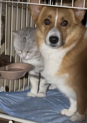 1つのケージに入って座るコーギーと猫