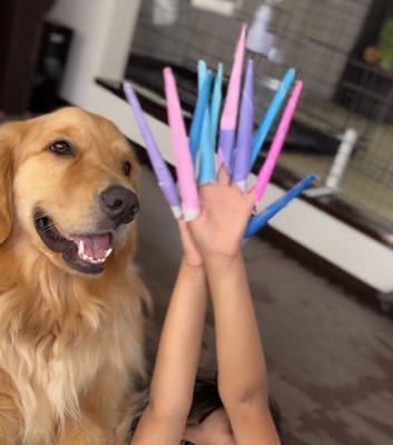 爪のおもちゃを見て笑顔になる犬