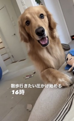 散歩をねだる犬