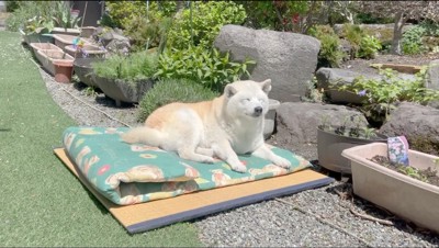 庭で昼寝をする犬