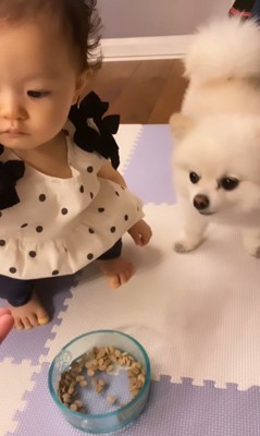 もちちゃんにご飯をあげるましろちゃん10