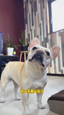 飼い主に「お芋」と言われて飼い主を見上げる犬