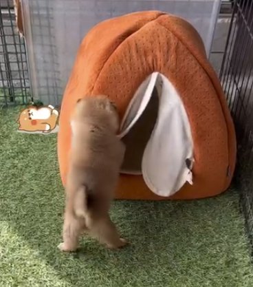 布製ハウスを出入りする柴犬パピー