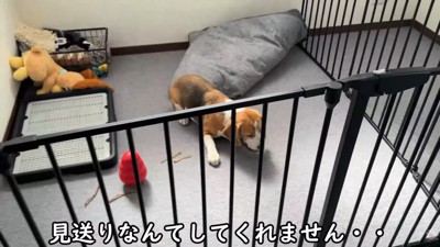 出勤前のママさんとメイちゃん8