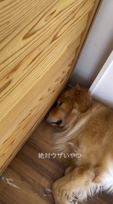 目を閉じる犬